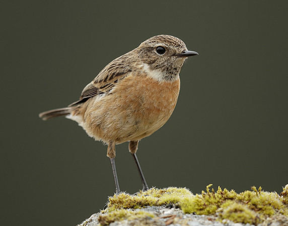 Stonechat Saxicola rubicola