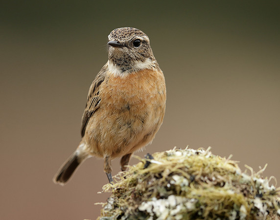 Stonechat Saxicola rubicola