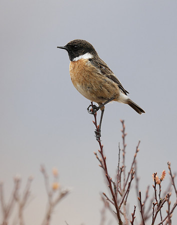 Stonechat Saxicola rubicola