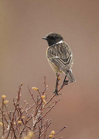 Stonechat Saxicola rubicola