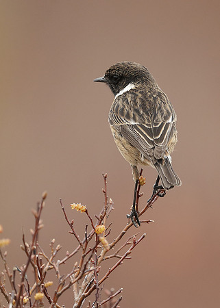 Stonechat Saxicola rubicola