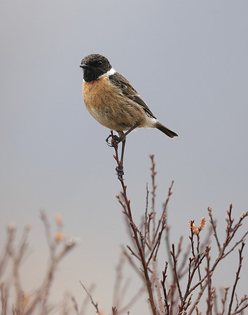Stonechat Saxicola rubicola