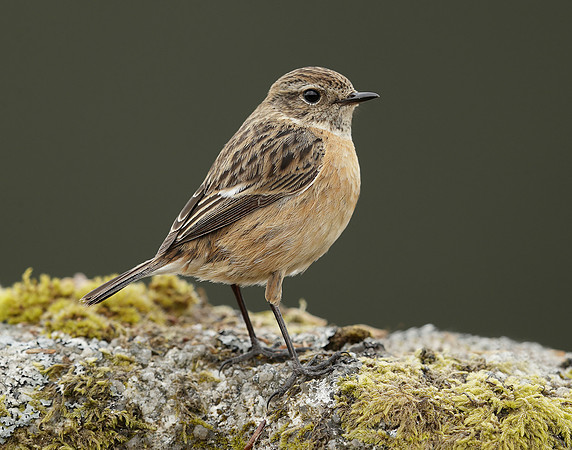 Stonechat Saxicola rubicola