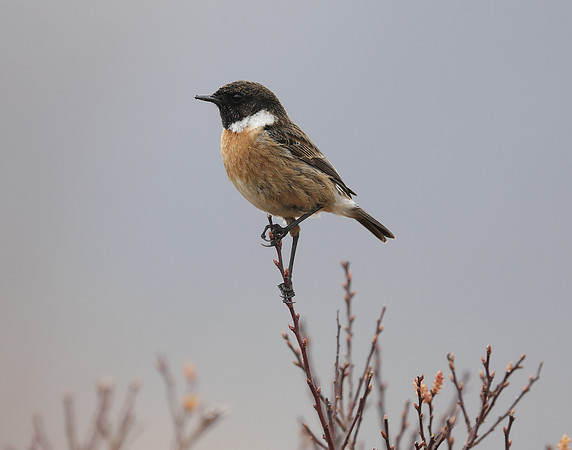 Stonechat Saxicola rubicola