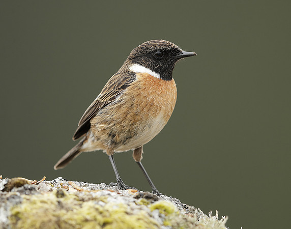 Stonechat Saxicola rubicola
