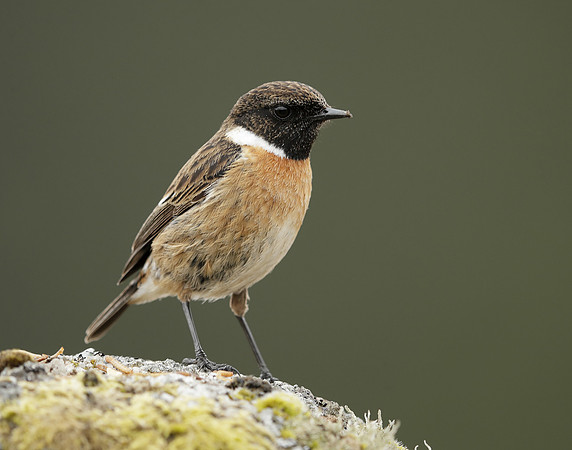 Stonechat Saxicola rubicola