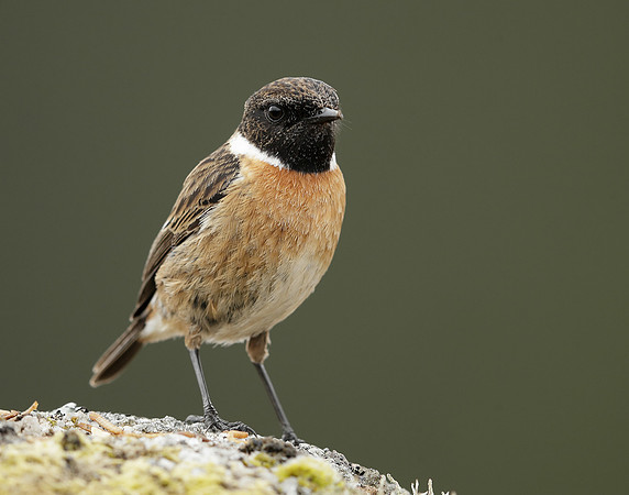 Stonechat Saxicola rubicola