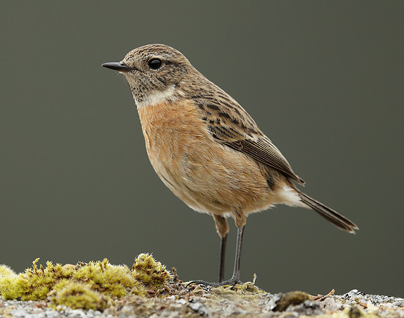 Stonechat Saxicola rubicola