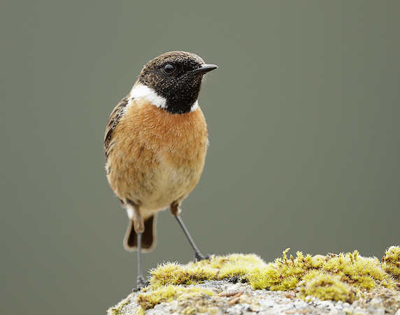 Stonechat Saxicola rubicola