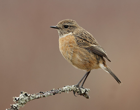 Stonechat Saxicola rubicola