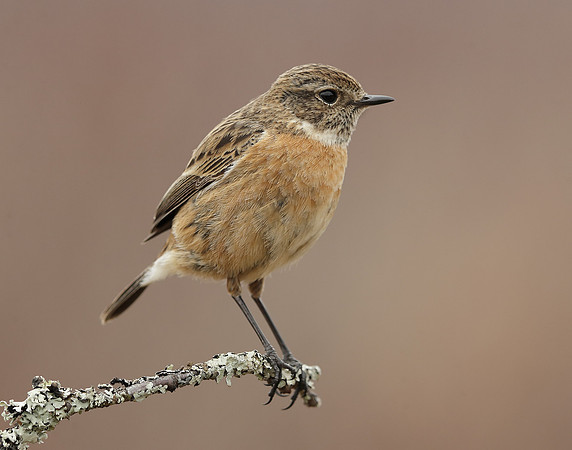 Stonechat Saxicola rubicola