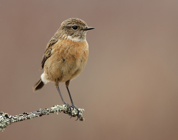 Stonechat Saxicola rubicola