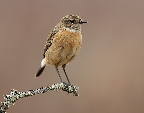 Stonechat Saxicola rubicola