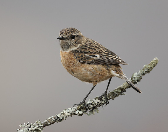 Stonechat Saxicola rubicola