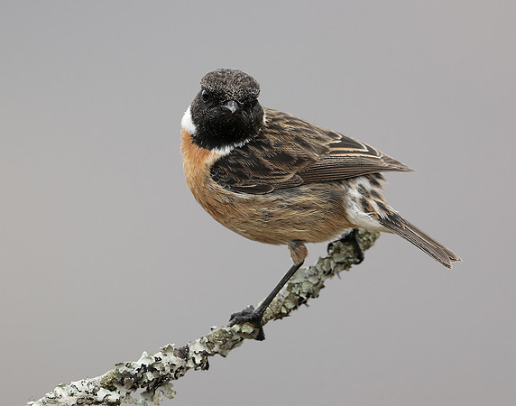 Stonechat Saxicola rubicola