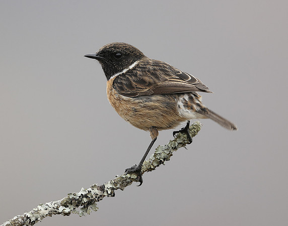 Stonechat Saxicola rubicola