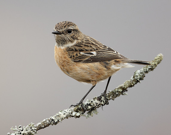 Stonechat Saxicola rubicola