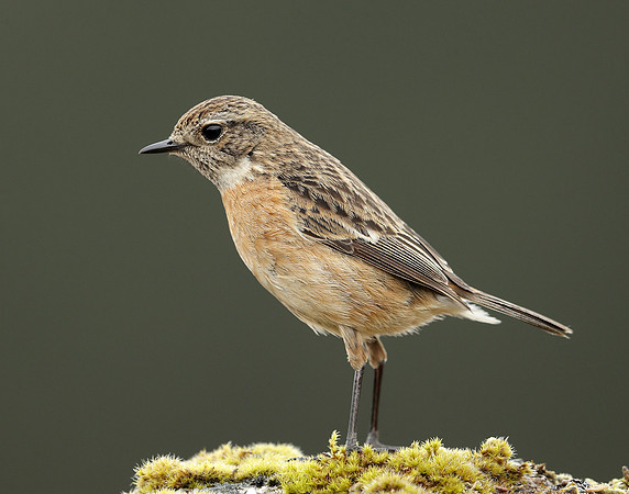 Stonechat Saxicola rubicola