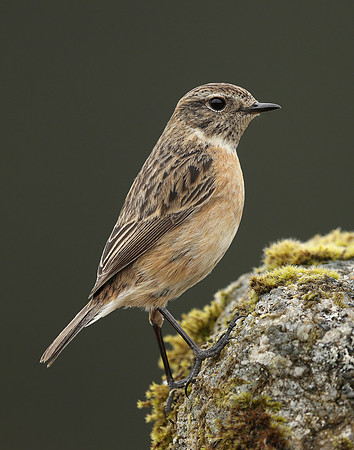 Stonechat Saxicola rubicola