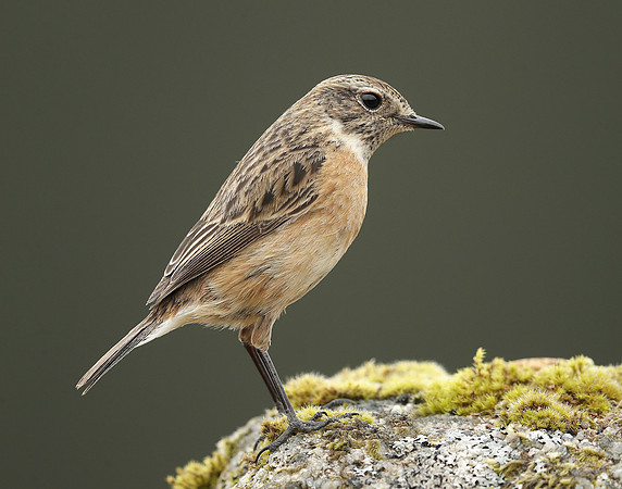 Stonechat Saxicola rubicola