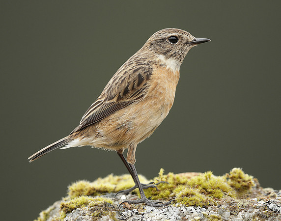 Stonechat Saxicola rubicola