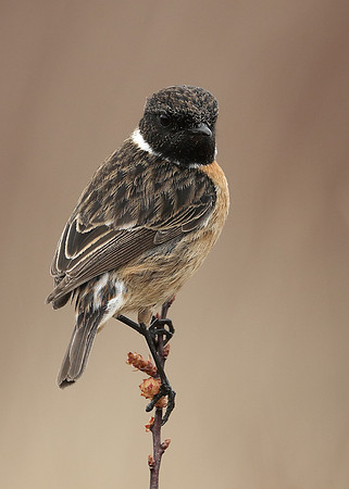Stonechat Saxicola rubicola