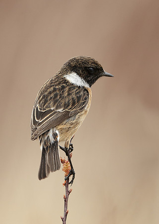Stonechat Saxicola rubicola