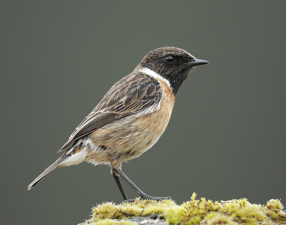 Stonechat Saxicola rubicola