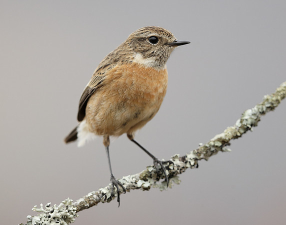 Stonechat Saxicola rubicola