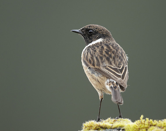 Stonechat Saxicola rubicola