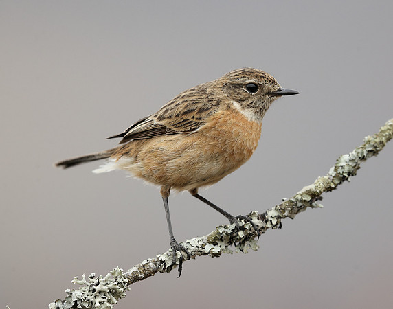 Stonechat Saxicola rubicola