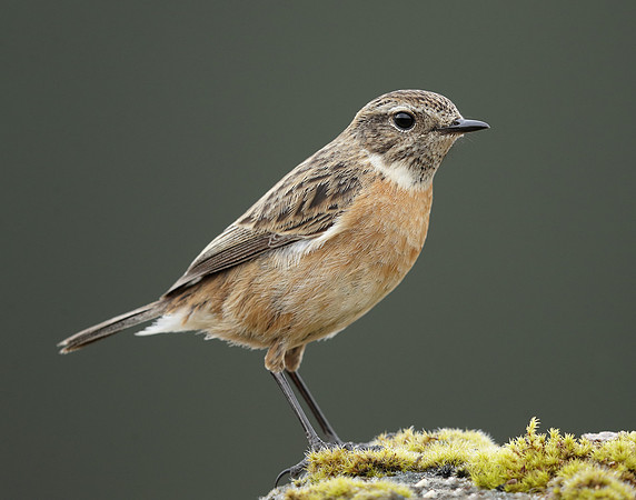 Stonechat Saxicola rubicola