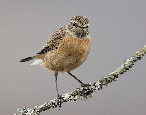 Stonechat Saxicola rubicola