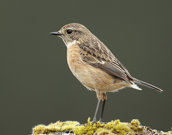 Stonechat Saxicola rubicola