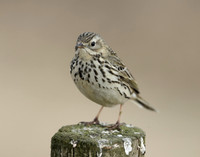 Meadow Pipit Anthus pratensis