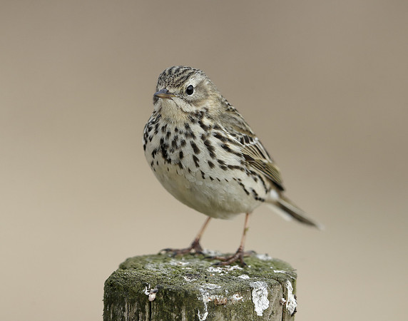 Meadow Pipit Anthus pratensis