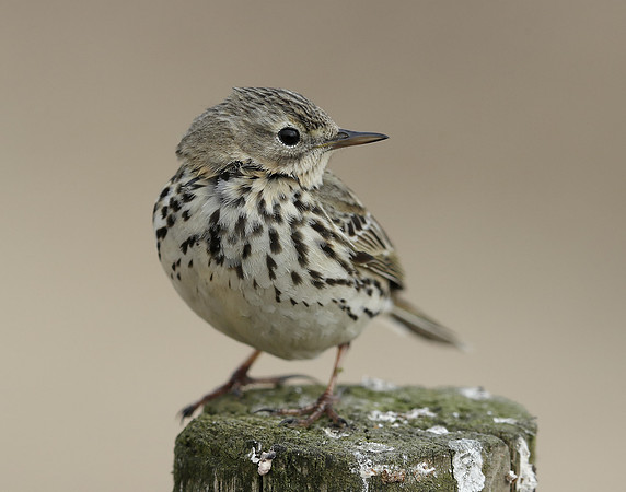 Meadow Pipit Anthus pratensis