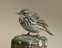 Meadow Pipit Anthus pratensis