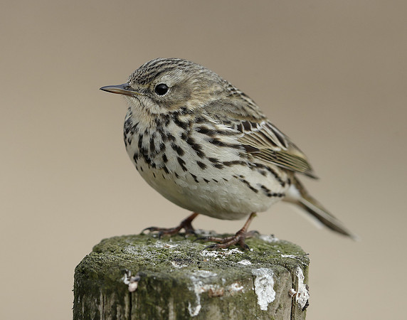Meadow Pipit Anthus pratensis