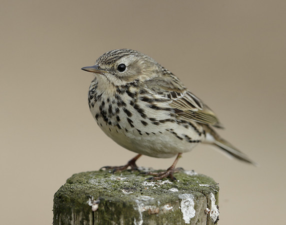Meadow Pipit Anthus pratensis