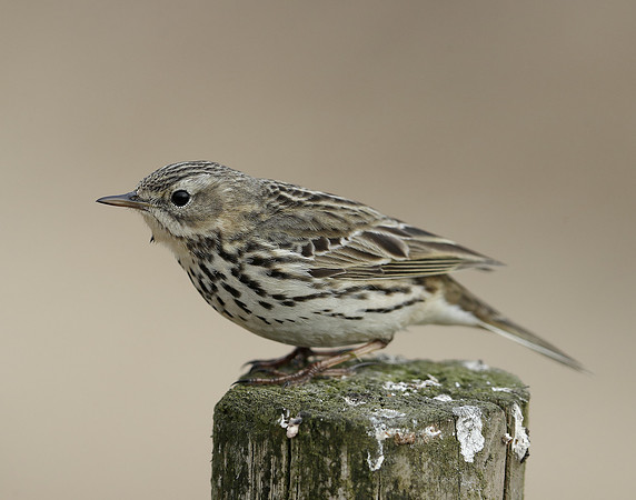 Meadow Pipit Anthus pratensis
