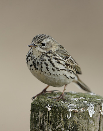 Meadow Pipit Anthus pratensis