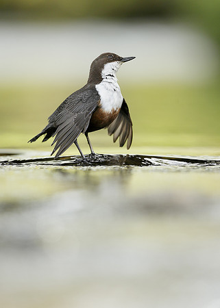 Dipper Cinclus cinclus