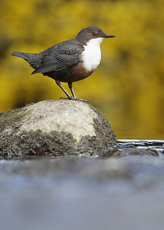 Dipper Cinclus cinclus