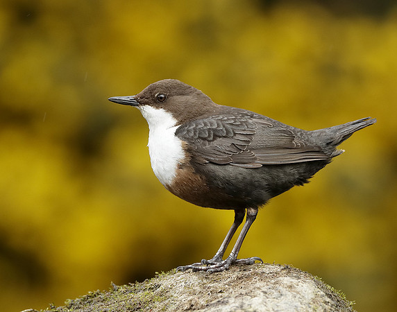 Dipper Cinclus cinclus