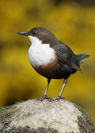 Dipper Cinclus cinclus