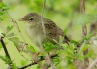 Grasshopper Warbler Locustella naevia