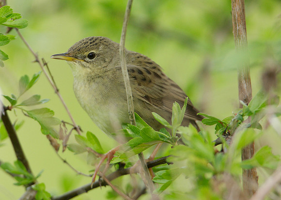 Grasshopper Warbler Locustella naevia