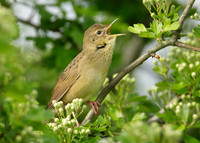 Grasshopper Warbler Locustella naevia