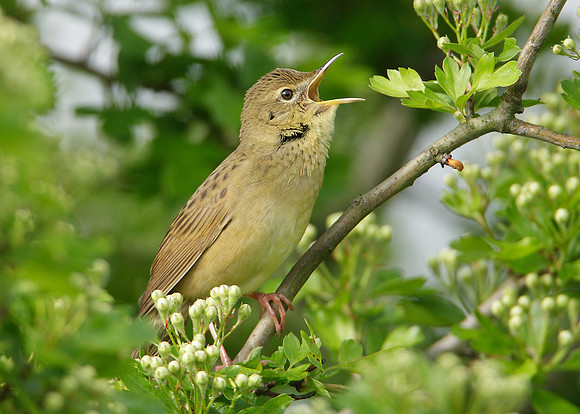 Grasshopper Warbler Locustella naevia